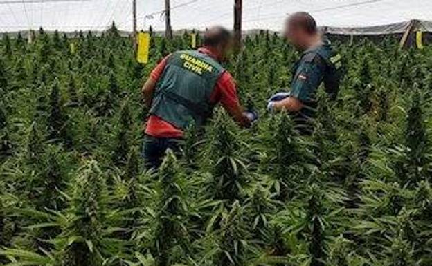 Transportaban plantas de marihuana desde un invernadero en pleno confinamiento