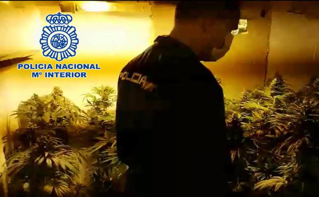 Pillados 'in fraganti' cuando preparaban marihuana para su distribución en El Ejido