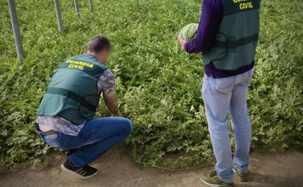 Robaba sandías de un invernadero de El Ejido y le cazan por la matrícula del coche