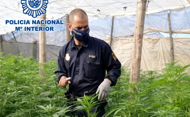 Detienen a un matrimonio que escondía más de 380 plantas de marihuana en un invernadero