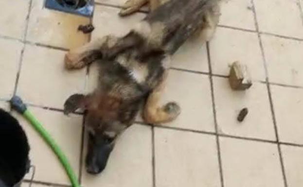 Arrestan a un joven por arrojar un perro vivo para alimentar a otros de su propiedad