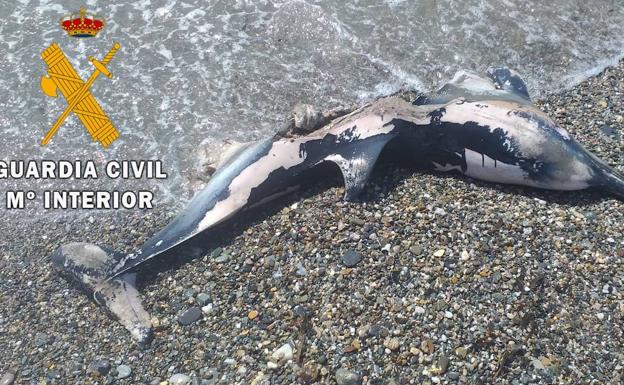 Aparecen dos delfines muertos en las playas de Almerimar y Balerma
