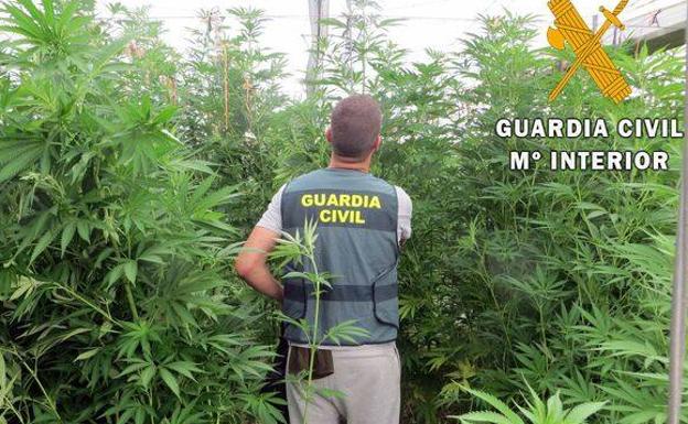 Arrancan los olivos de una finca para cultivar marihuana