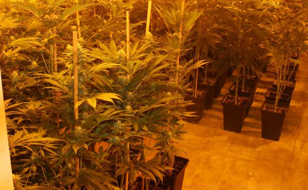 Encuentran marihuana en dos viviendas de El Ejido y detienen a un matrimonio y su hijo