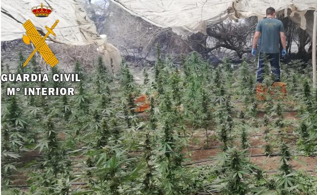 Encuentran un cultivo de marihuana en un invernadero durante la extinción de un incendio en El Ejido