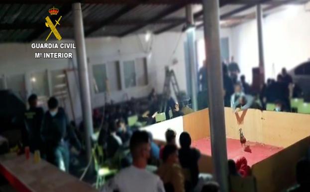 La Guardia Civil caza a 90 personas con drogas y armas y sin mascarilla en una pelea de gallos en El Ejido