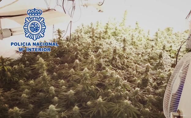 Un detenido, 105 kilos de marihuana incautada y una escopeta robada en 2015 hallada tras un operativo en El Ejido