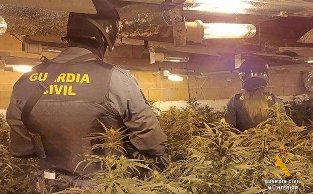 Macrooperación contra la marihuana en El Ejido: 6 detenidos y 7 investigados con más 1.600 plantas