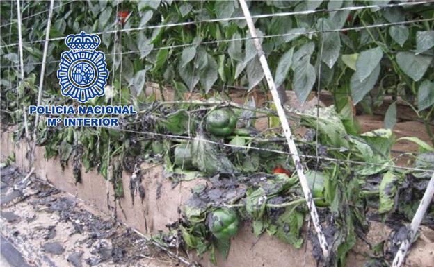 Detenido en El Ejido un pirómano que prendió fuego a varios invernaderos de la zona