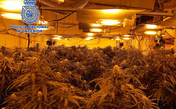 Desmantelado un cultivo con 326 plantas de marihuana y detenida una persona en El Ejido