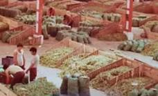 La agricultura del Campo de Dalías crece con la mano de obra de la Alpujarra