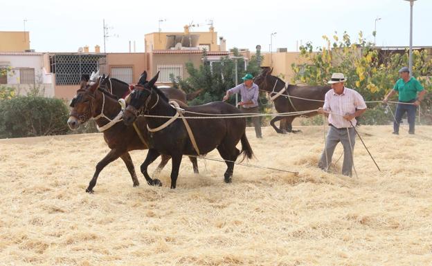 400 personas viven la IX edición del Encuentro de Trilla en Santa María del Águila