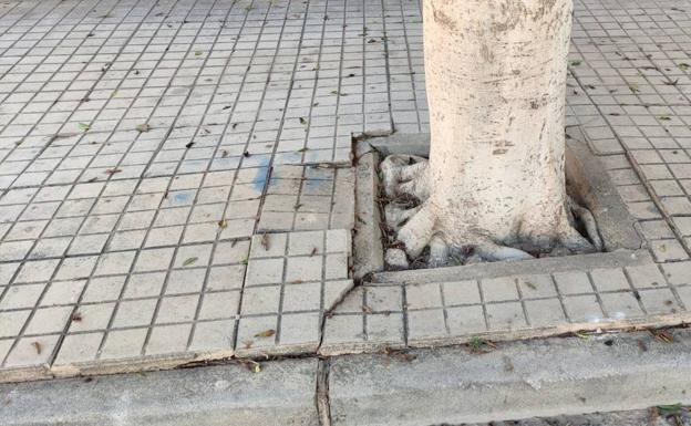 VOX pide soluciones para los problemas en redes de saneamiento por las raíces de los ficus