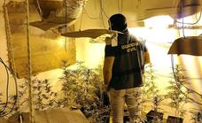 Detenidas 11 personas en El Ejido por cultivar más de un millar de matas de marihuana