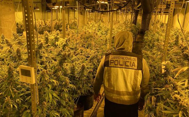 Seis detenidos del clan de 'los Antones' tras incautarles 1.500 plantas de maría y numerosas armas