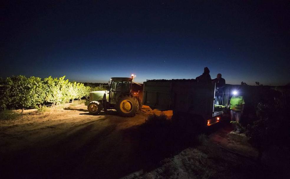 Vendimia granadina a la luz de la Luna