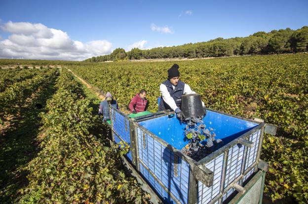 La vendimia más tardía de Europa, en Granada