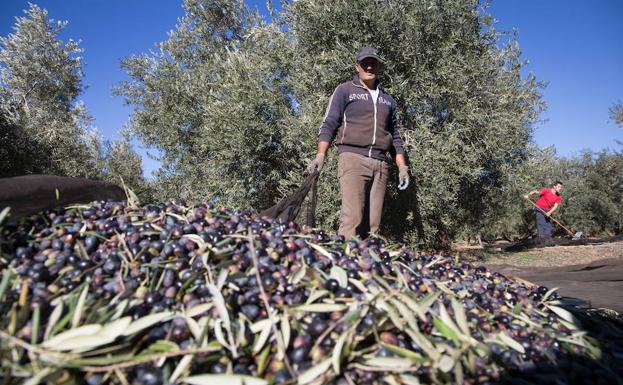 Enero acelera la producción de aceite de oliva