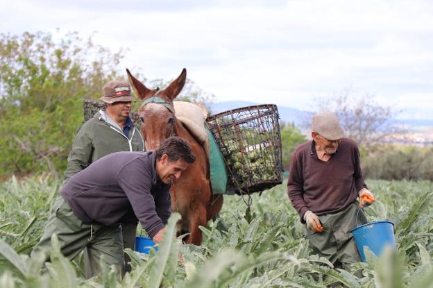 Tres recetas para disfrutar la temporada de habas y alcachofas en la Vega de Granada