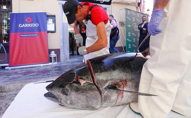 Un ronqueo histórico en el Realejo para inaugurar las I Jornadas del atún rojo de Almadraba