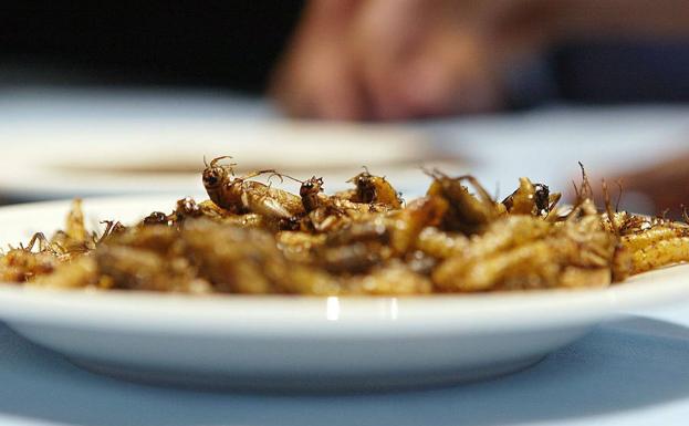 La cocina de los insectos