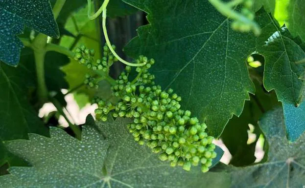 Introducción a la viticultura