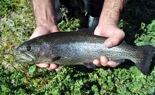 Los peces en el río