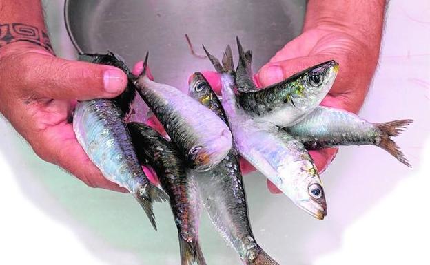Sardinas, más allá del espeto
