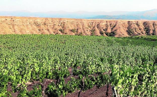 Panorámica de viñedos integrados en el Altiplano granadino, con Sierra Nevada al fondo.
