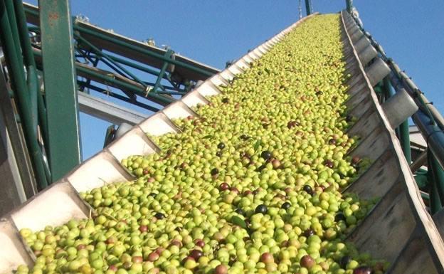 Secretos, historias y claves sobre el aceite de oliva virgen extra