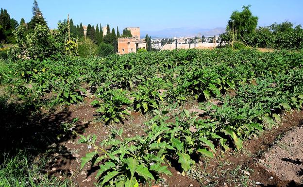 La cocina verde