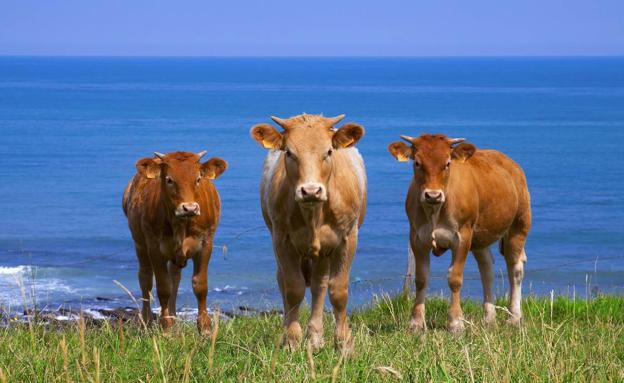Las vacas y nosotros