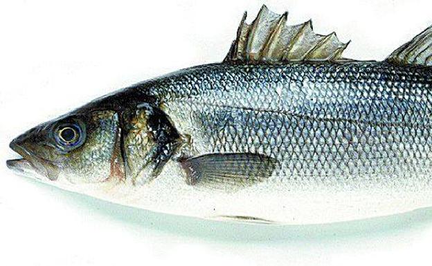 Lubina al champán