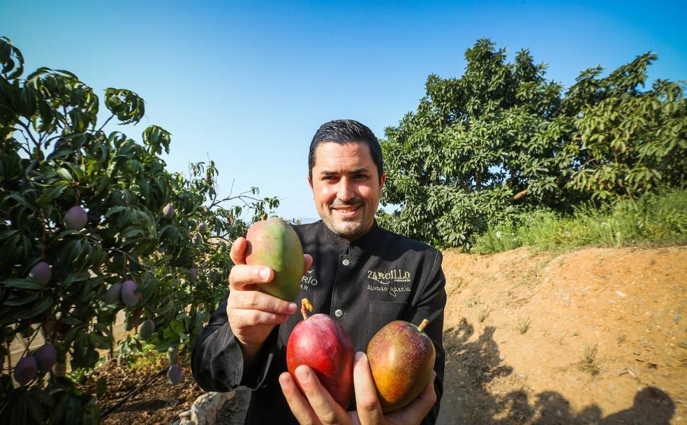 Llega la hora del exquisito mango de la Costa Tropical