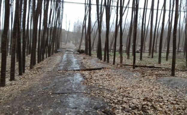 Troncos caídos y apagones en la comarca de Guadix por el temporal