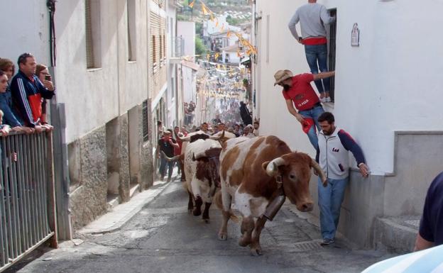 El buen tiempo y el fin de semana festivo llenan los encierros de La Peza