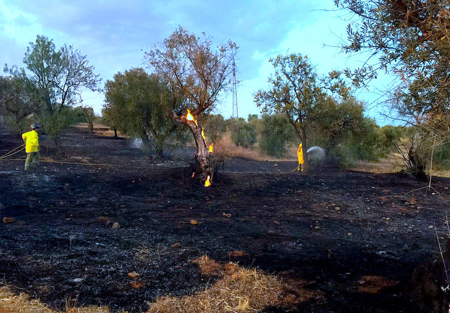 El incendio en Los Rebites arrasó un centenar de olivos