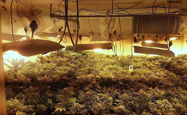 Hallan 760 plantas de marihuana en una vivienda de Huétor Vega