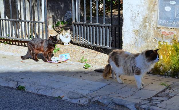 Huétor Vega implantará un programa de control de las colonias de gatos