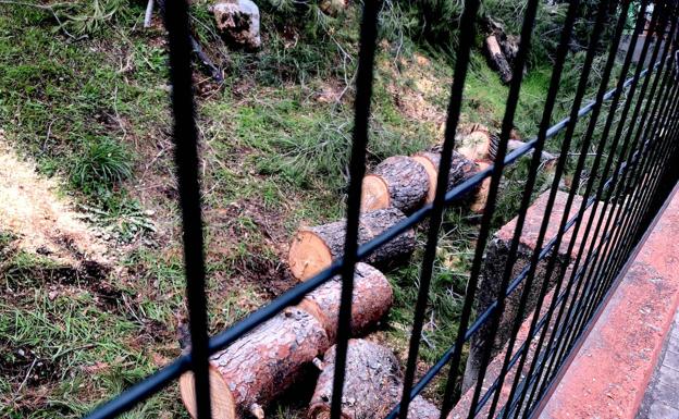 Un colectivo ecologista denuncia la tala de pinos en Huétor Vega
