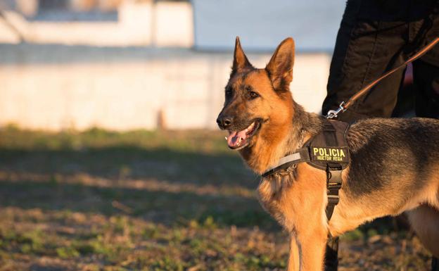 Muere 'Samantha', la primera agente canina de Huétor Vega