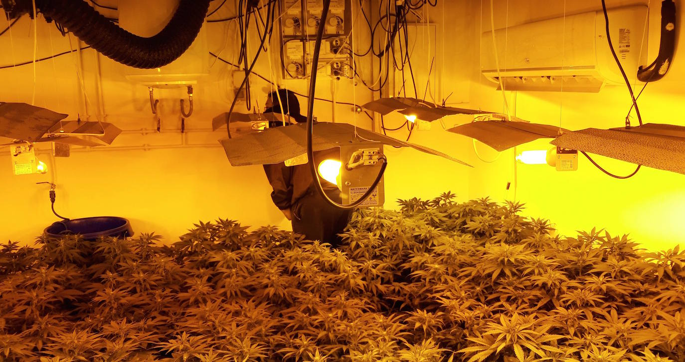 Incautadas más de 500 plantas de marihuana y dos armas de fuego en dos operaciones en Huétor Vega