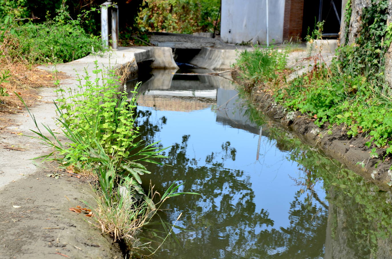 Taller de anillamiento de aves, el domingo en el río Monachil