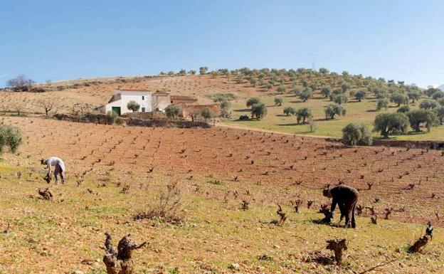 Una plataforma pide un «pulmón verde» en el futuro PGOU de Huétor