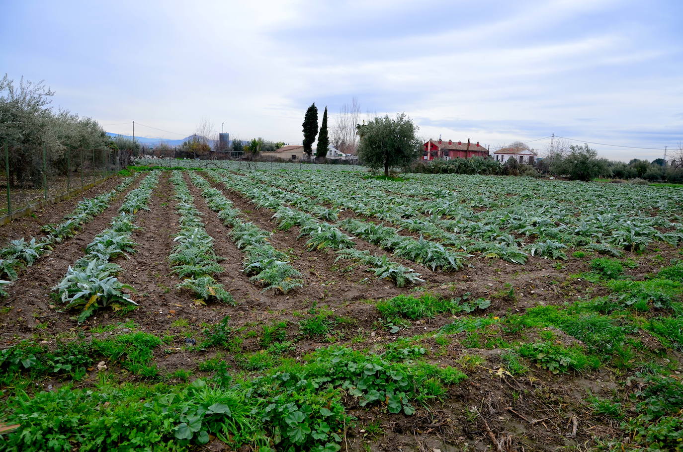 Huétor anima a la ciudadanía a fotografiar la vega para ponerla en valor en una futura exposición
