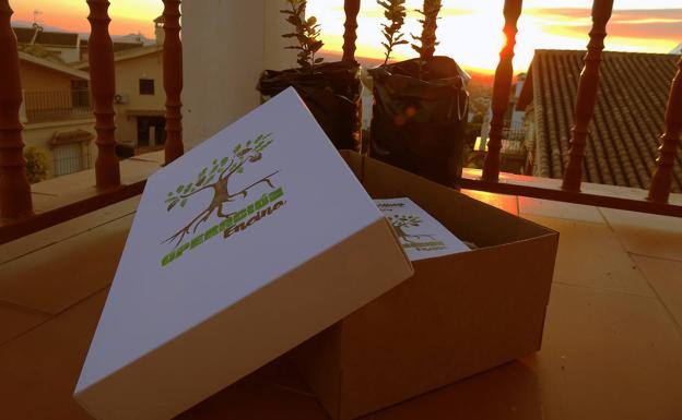 Vuelve el 'Vivero en casa' en Navidad a Huétor Vega