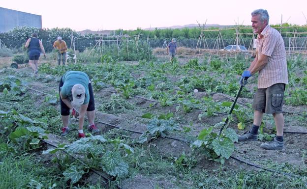 La Zubia ofrece terrenos públicos para crear huertos agroecológicos