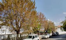 La Zubia sustituirá todos los árboles de la avenida Genital para garantizar la seguridad de los vecinos