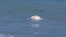Aviso al 112 por una vaca muerta flotando en la playa de Vera