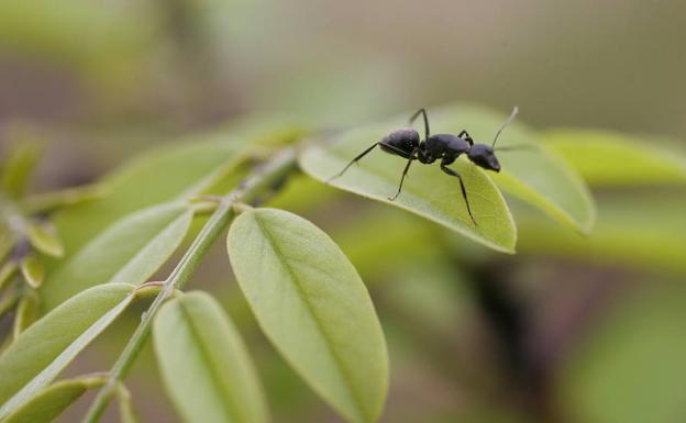 Descubren entre Pulpí y Lorca una nueva especie de hormiga